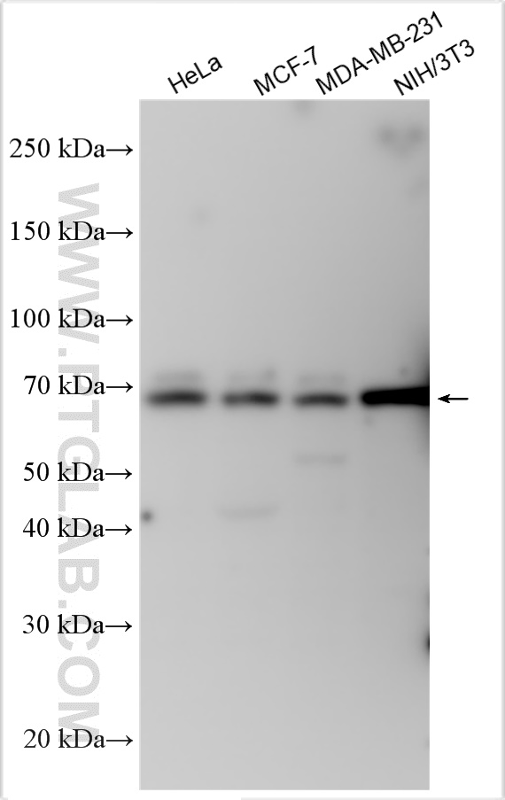 WB analysis using 21688-1-AP