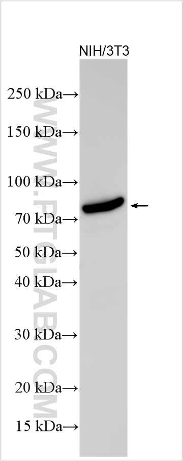 WB analysis using 21688-1-AP