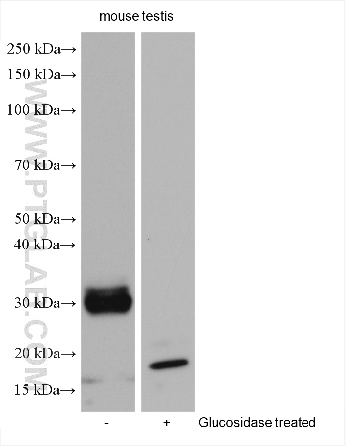 WB analysis using 26947-1-AP