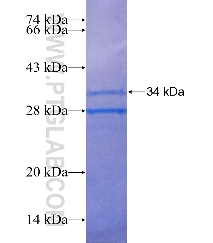 PRND fusion protein Ag25435 SDS-PAGE