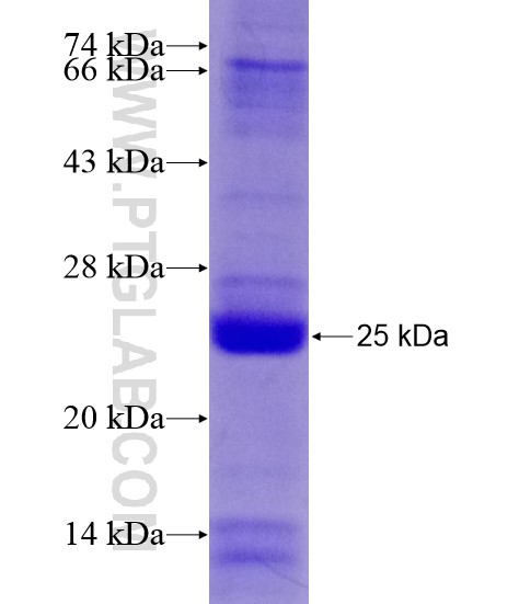 PrP fusion protein Ag19970 SDS-PAGE PrP fusion protein Ag19970 SDS-PAGE