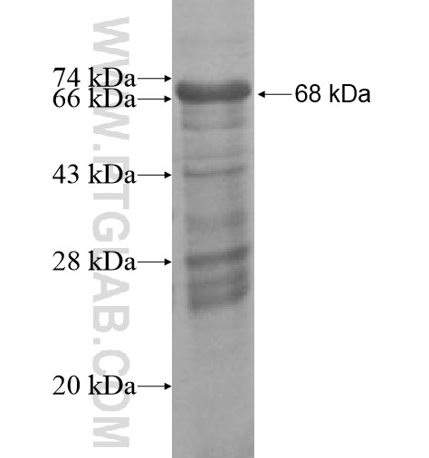 PROCA1 fusion protein Ag10908 SDS-PAGE