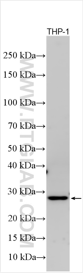 WB analysis using 32134-1-AP