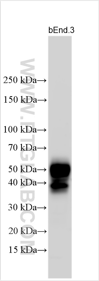 WB analysis using 32134-1-AP