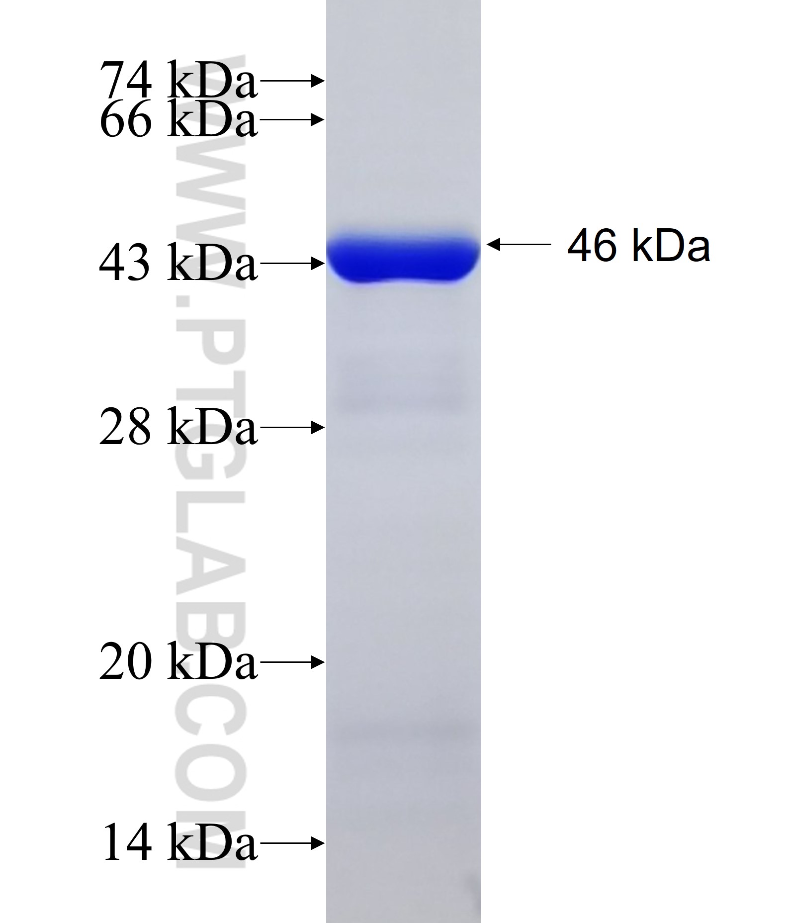 PRODH fusion protein Ag18429 SDS-PAGE