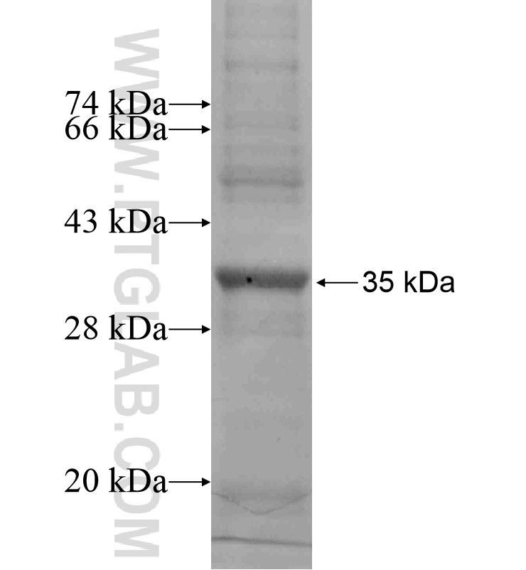 PROK2 fusion protein Ag16238 SDS-PAGE PROK2 fusion protein Ag16238 SDS-PAGE