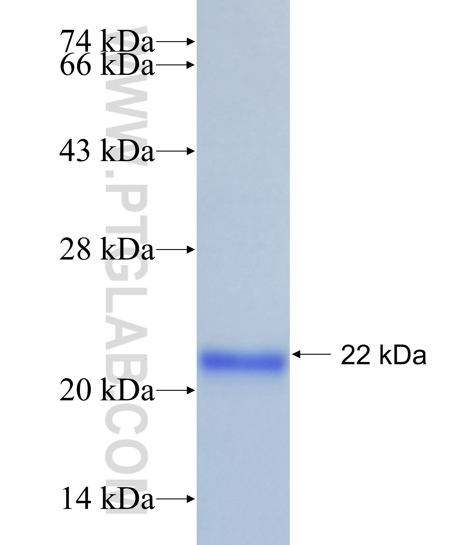 PROK2 fusion protein Ag20622 SDS-PAGE