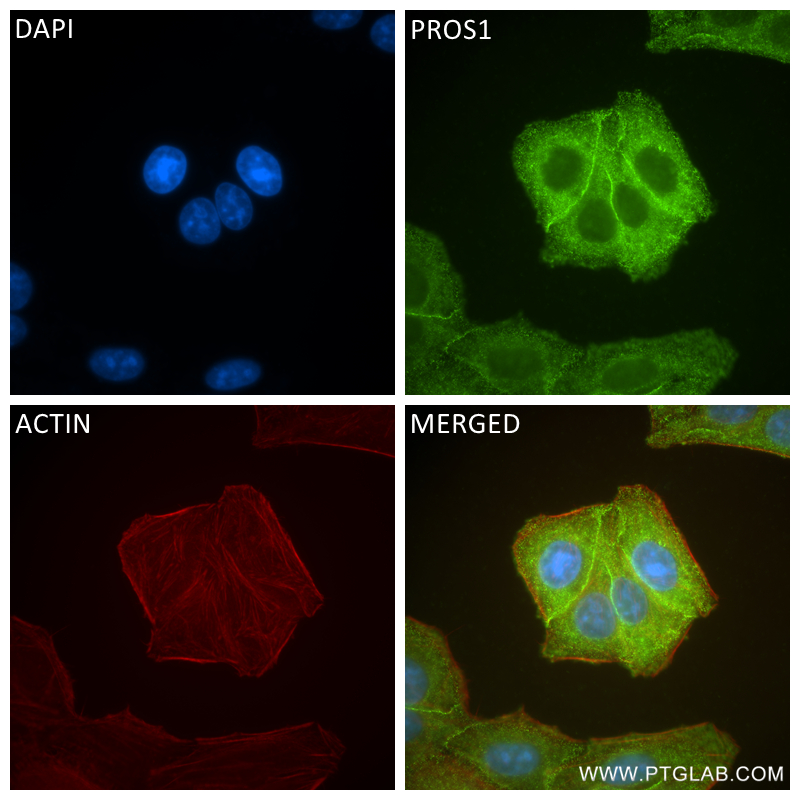 IF Staining of HepG2 using 84107-2-RR