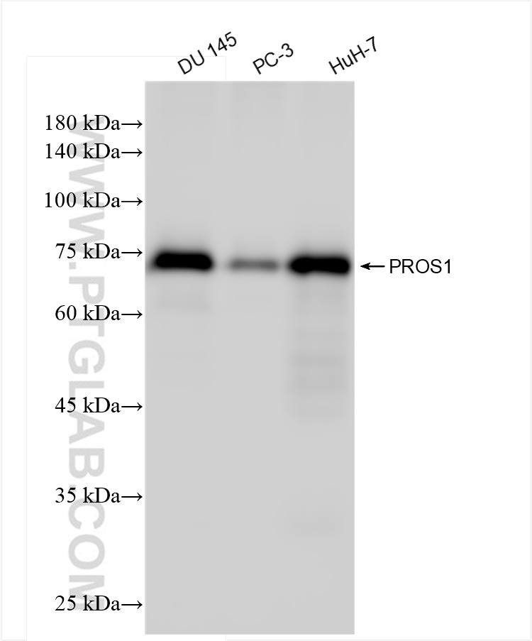 WB analysis using 84107-2-RR