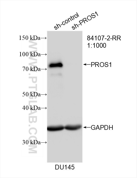 WB analysis of DU 145 using 84107-2-RR