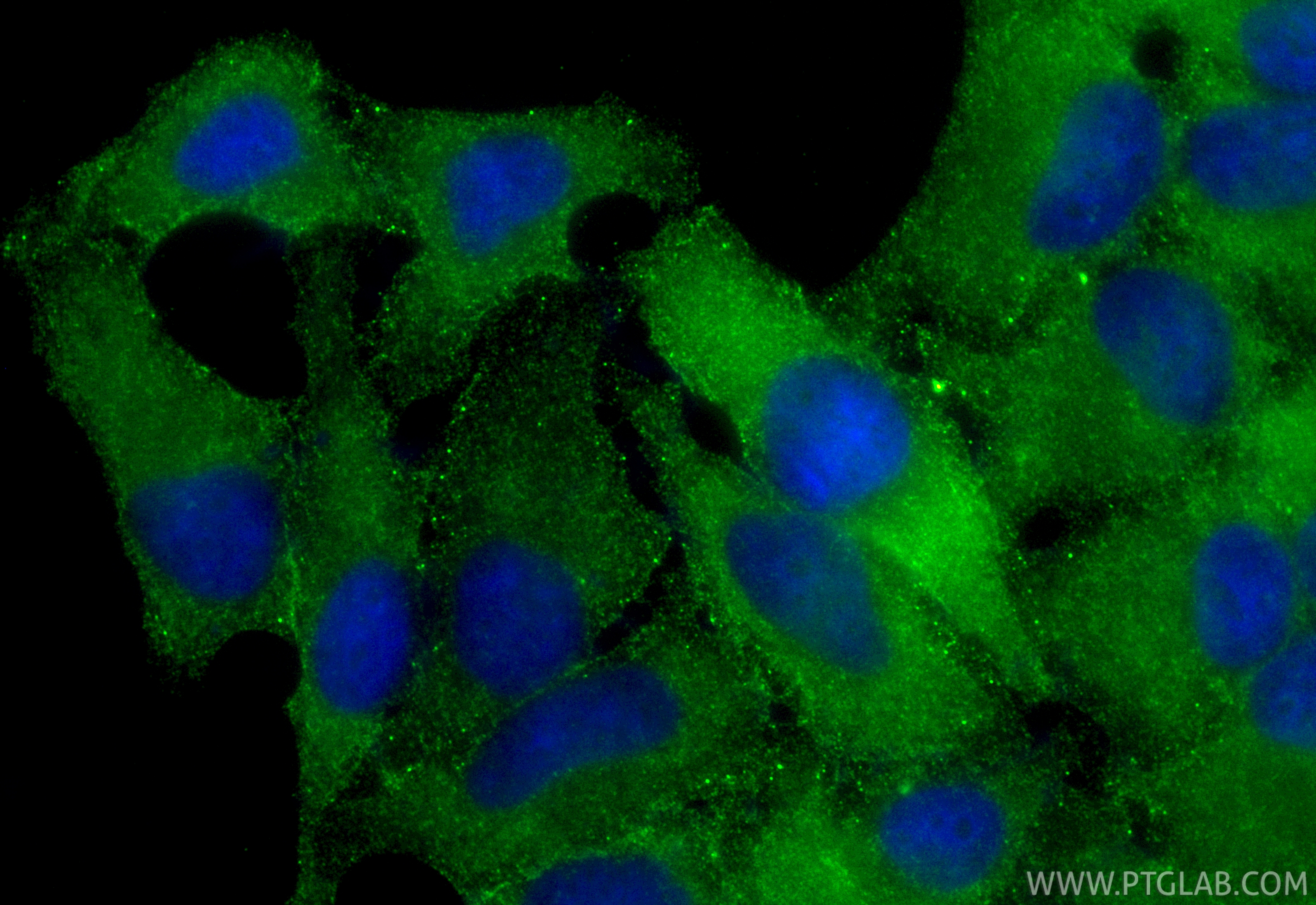 IF Staining of HepG2 using CL488-84107-2
