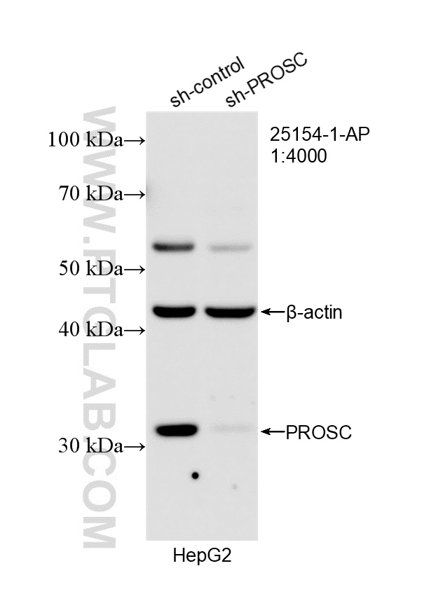 WB analysis of HepG2 using 25154-1-AP WB analysis of HepG2 using 25154-1-AP