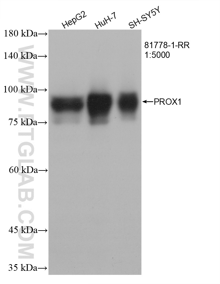 WB analysis using 81778-1-RR (same clone as 81778-1-PBS)