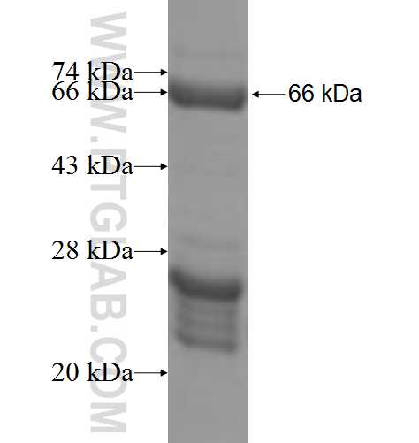 PROX1 fusion protein Ag9727 SDS-PAGE PROX1 fusion protein Ag9727 SDS-PAGE