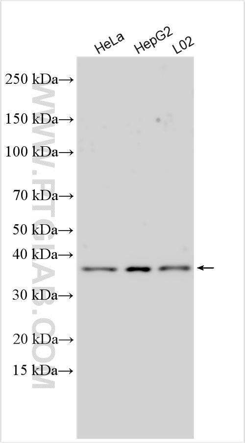 WB analysis using 10261-1-AP