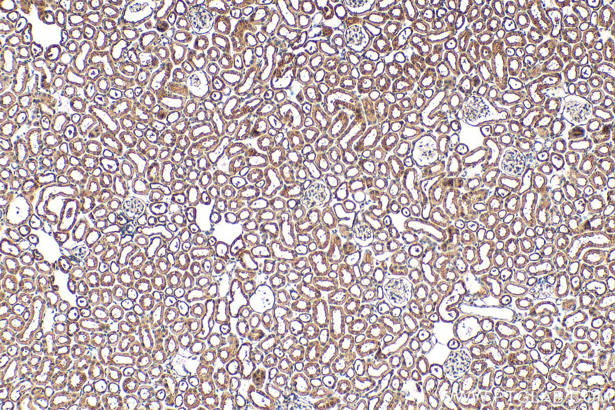 Immunohistochemical analysis of paraffin-embedded mouse kidney tissue slide using 15414-1-AP (PRPF19 antibody) at dilution of 1:200 (under 10x lens). Heat mediated antigen retrieval with Tris-EDTA buffer (pH 9.0). IHC staining of mouse kidney using 15414-1-AP
