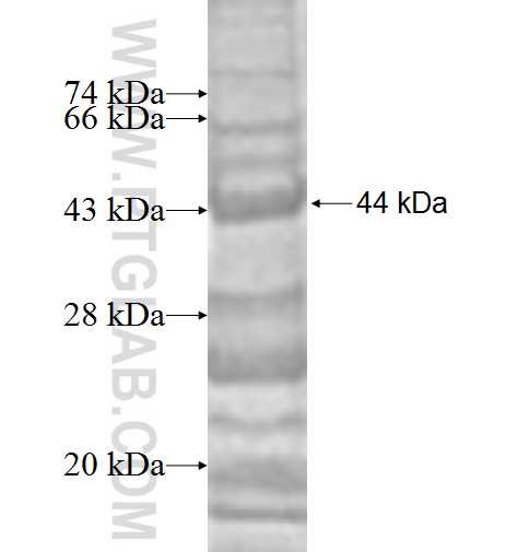 PRPF19 fusion protein Ag7865 SDS-PAGE PRPF19 fusion protein Ag7865 SDS-PAGE