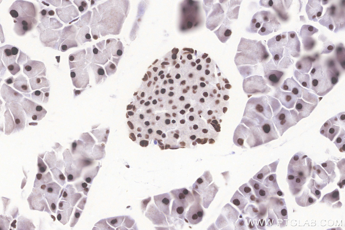 IHC staining of mouse pancreas using 86315-1-RR