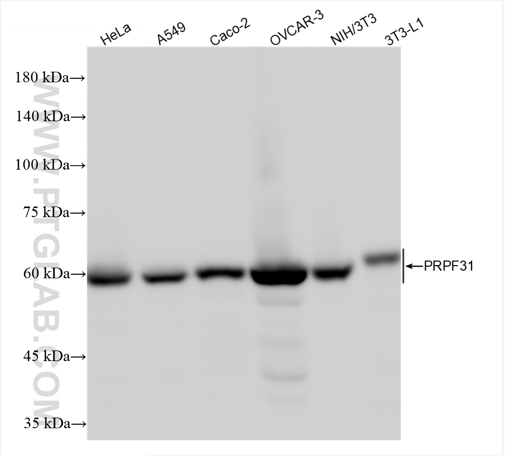 WB analysis using 86315-1-RR