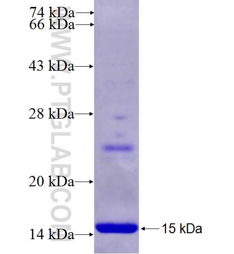 PRPF31 fusion protein Ag26796 SDS-PAGE