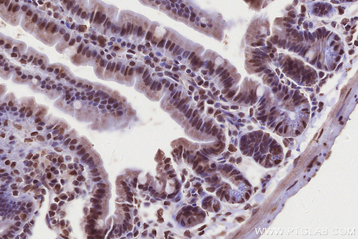 IHC staining of mouse small intestine using 24946-1-AP IHC staining of mouse small intestine using 24946-1-AP