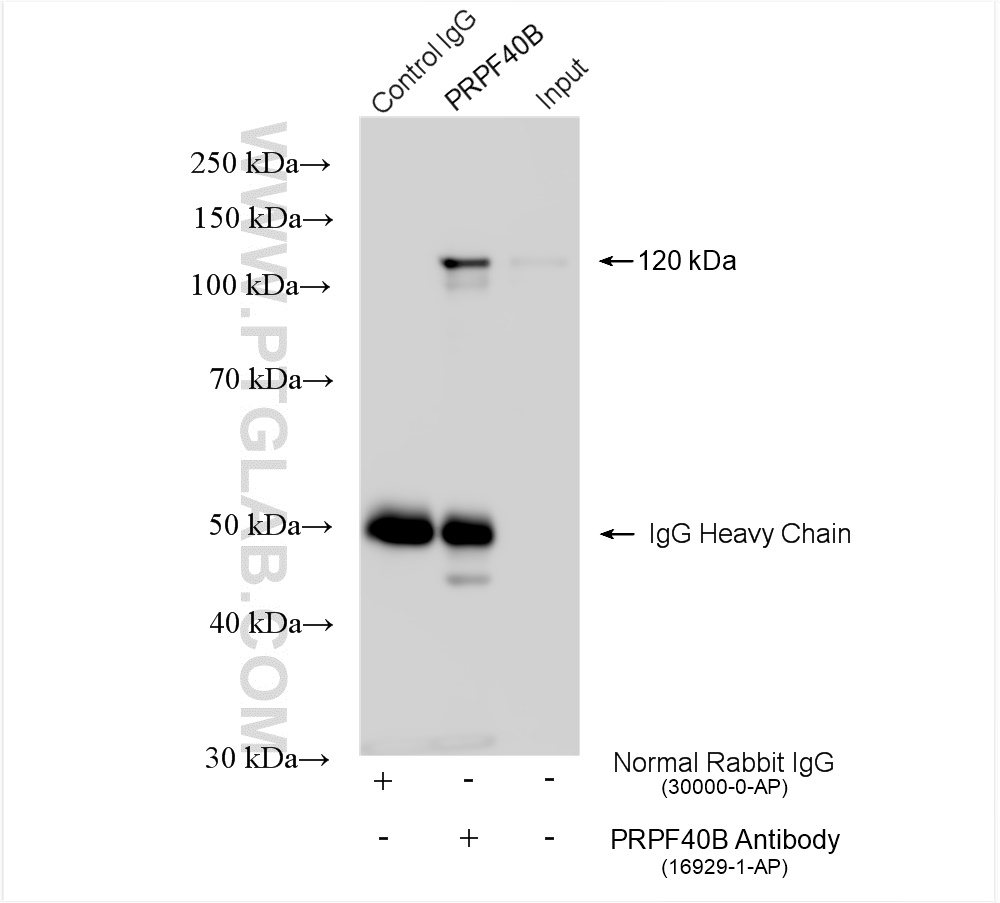 IP experiment of Y79 using 16929-1-AP