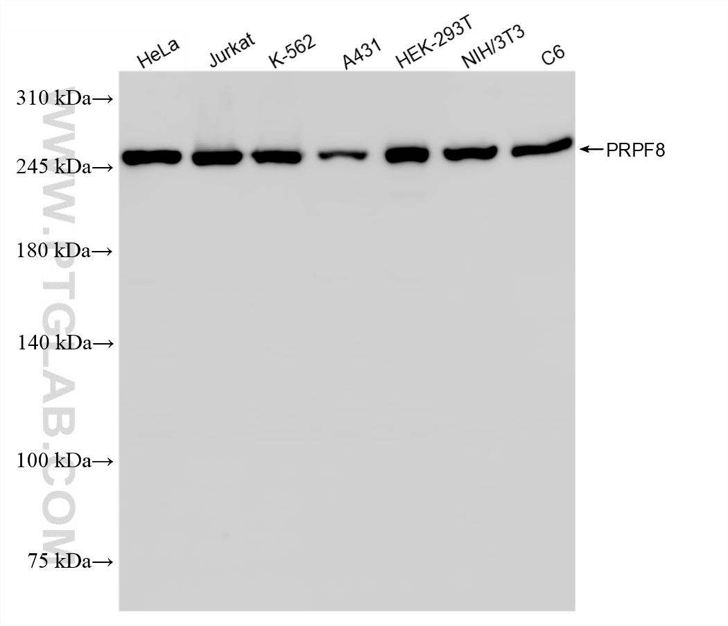 WB analysis using 87982-1-RR (same clone as 87982-1-PBS) WB analysis using 87982-1-RR (same clone as 87982-1-PBS)
