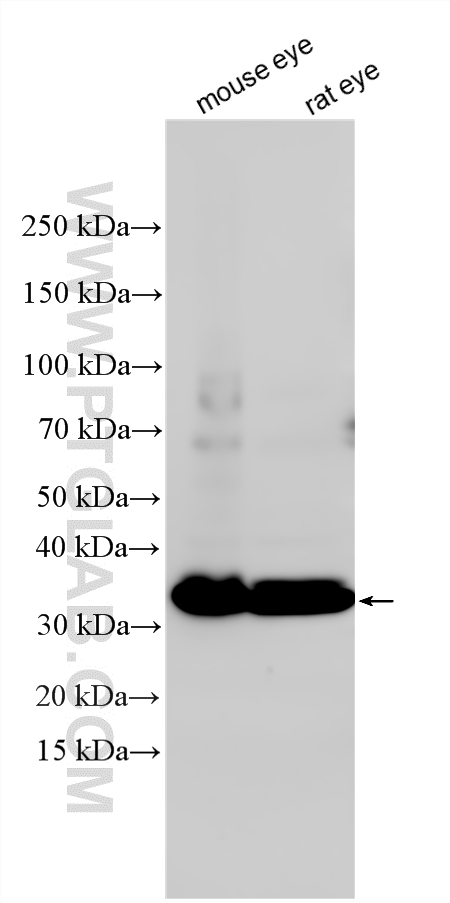 Various lysates were subjected to SDS PAGE followed by western blot with 18109-1-AP (PRPH2 antibody) at dilution of 1:4000 incubated at room temperature for 1.5 hours. WB analysis using 18109-1-AP