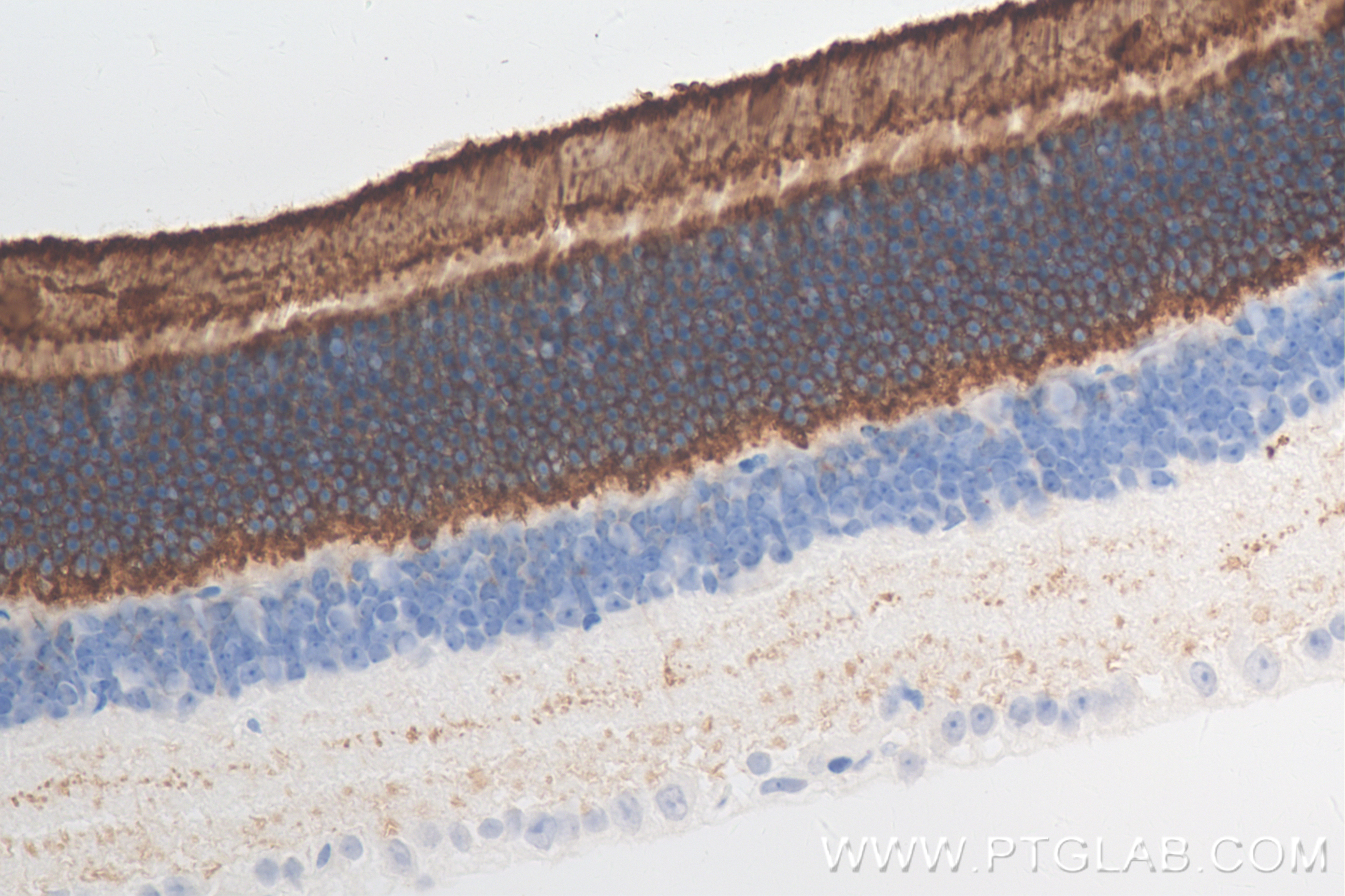 IHC staining of mouse eye using 85043-1-RR