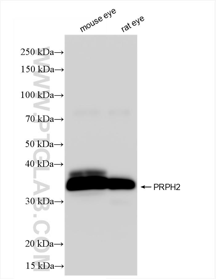 WB analysis using 85043-1-RR