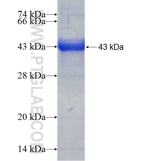 PRPS1L1 fusion protein Ag9928 SDS-PAGE PRPS1L1 fusion protein Ag9928 SDS-PAGE