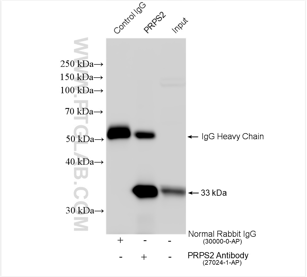 IP experiment of A375 using 27024-1-AP
