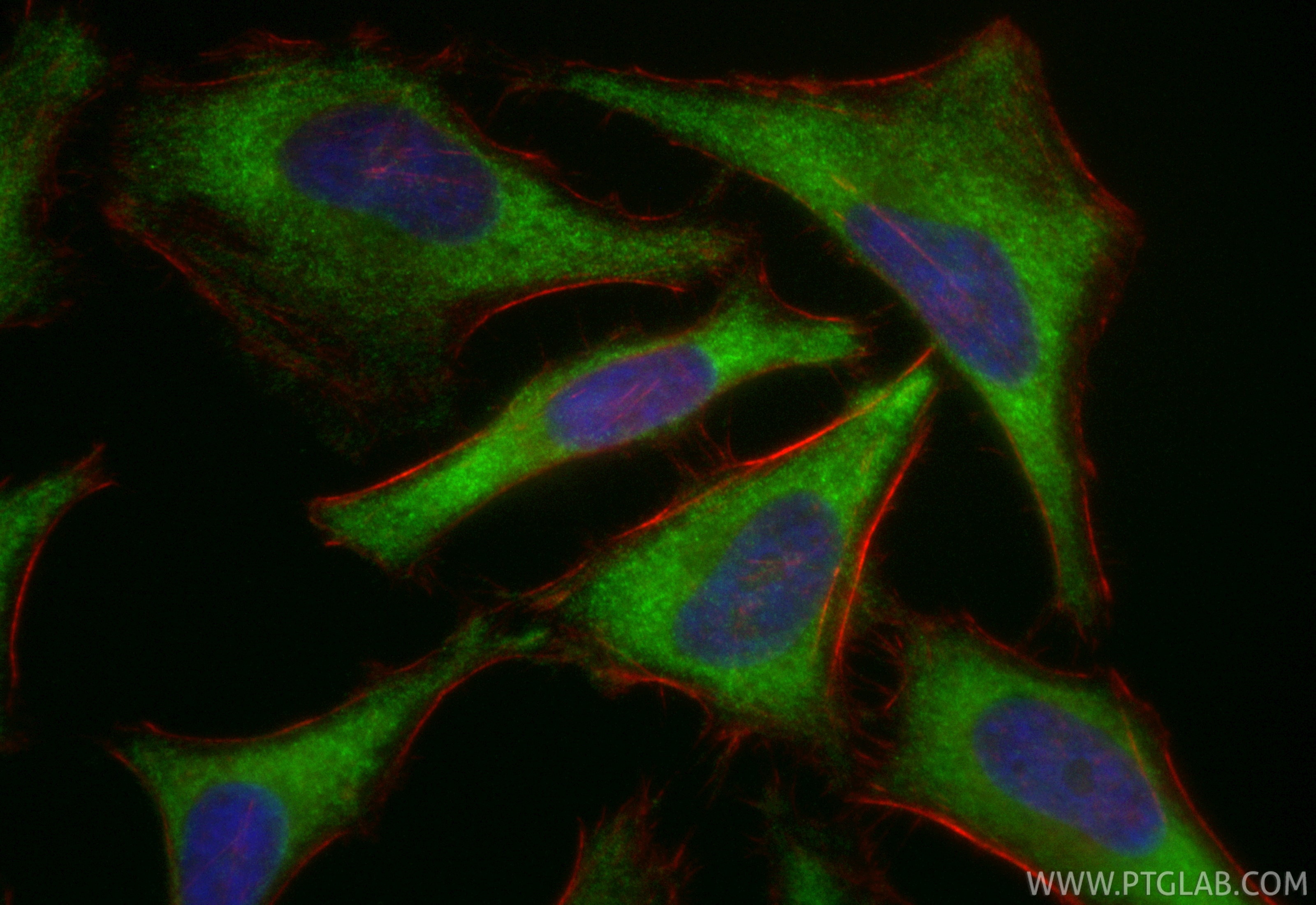 Immunofluorescent analysis of (-20°C Ethanol) fixed HeLa cells using CoraLite® Plus 488 PRPS2 antibody (CL488-85090-5, Clone: 242657G2 ) at dilution of 1:200, CL594-Phalloidin (red). IF Staining of HeLa using CL488-85090-5