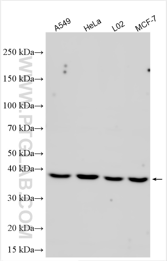 WB analysis using 27422-1-AP