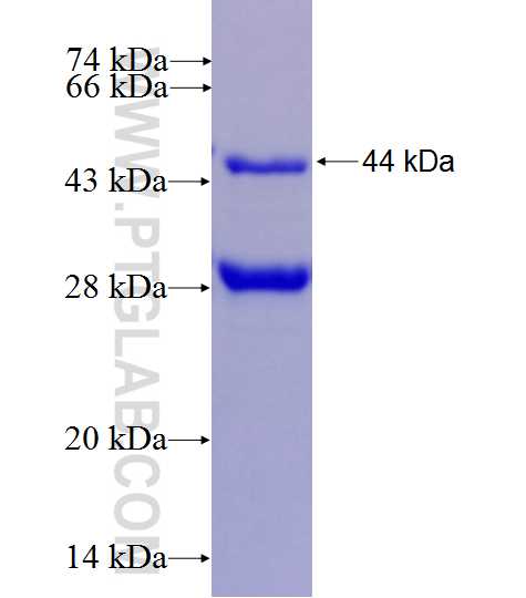 PRRC1 fusion protein Ag27349 SDS-PAGE