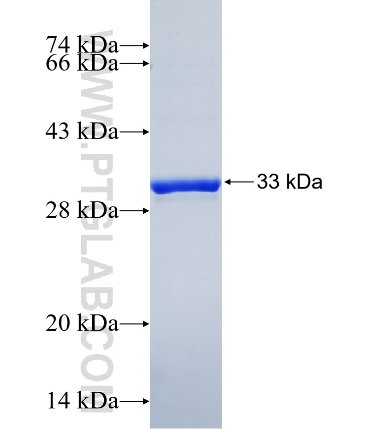 PRRG3 fusion protein Ag39220 SDS-PAGE