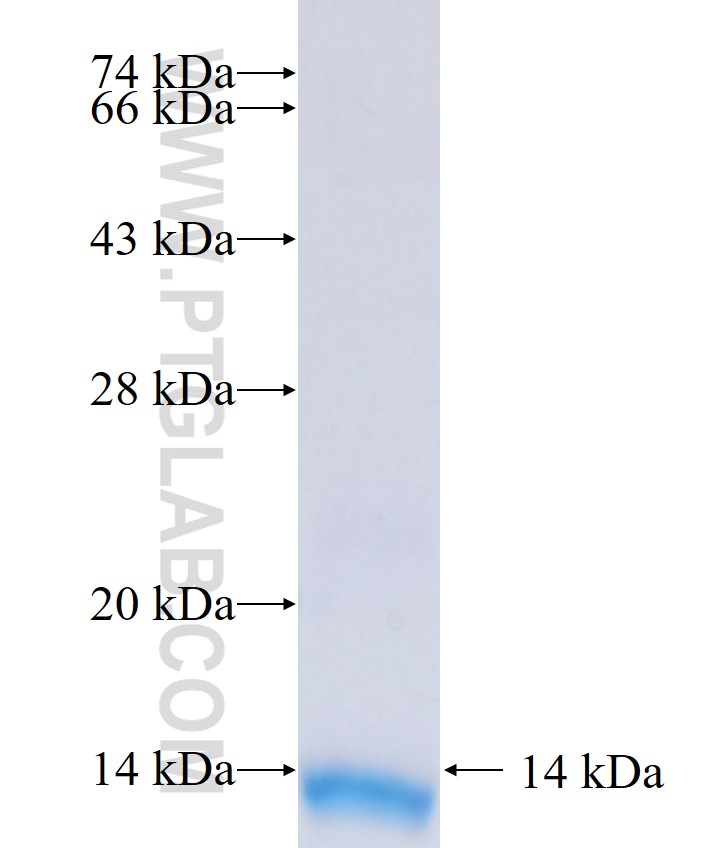 PRRG3 fusion protein Ag39234 SDS-PAGE PRRG3 fusion protein Ag39234 SDS-PAGE