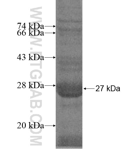 PRRT1 fusion protein Ag10958 SDS-PAGE