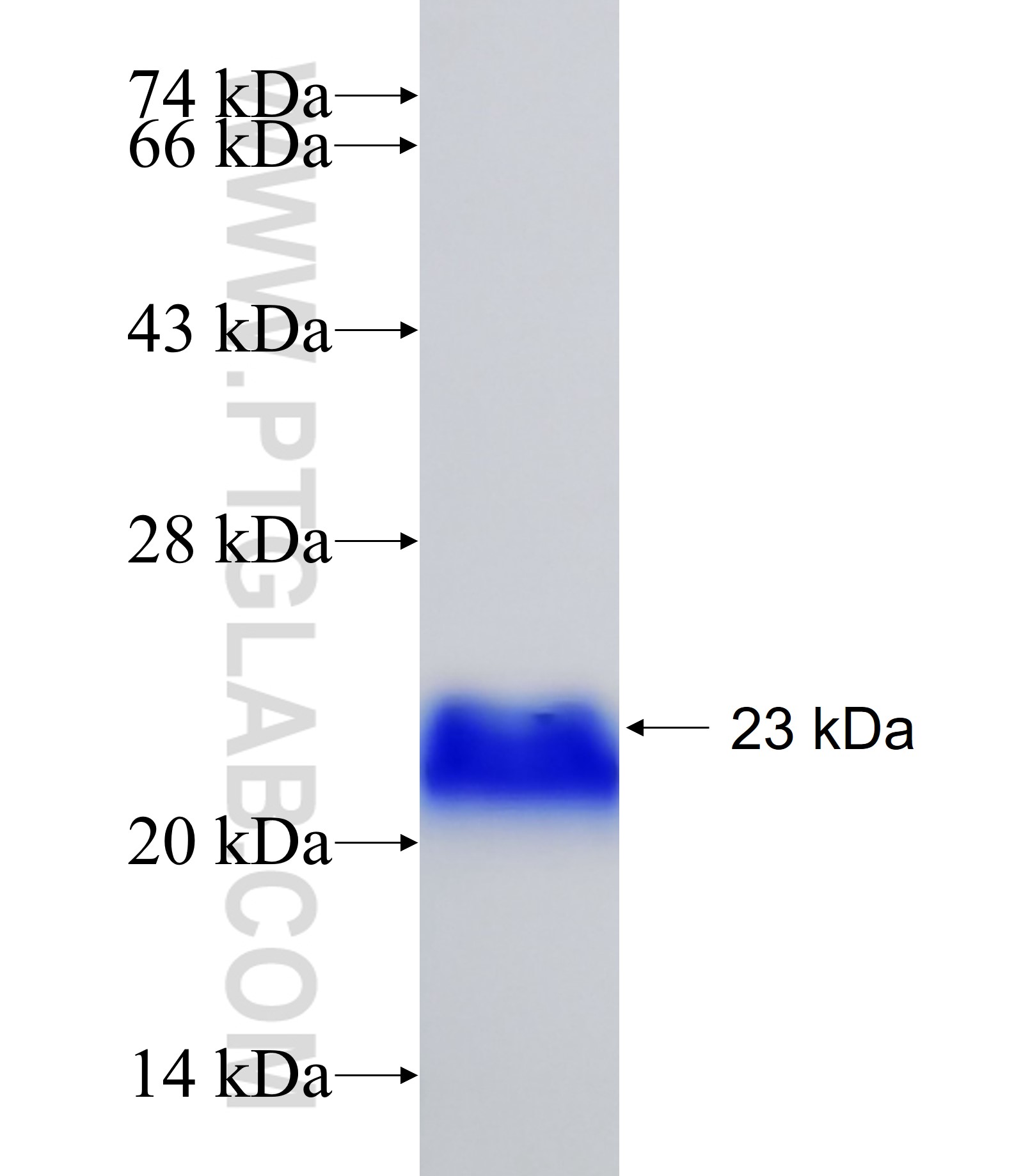 PRRX1 fusion protein Ag28317 SDS-PAGE