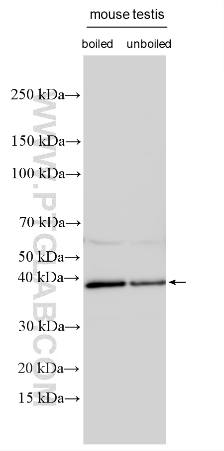 WB analysis using 32522-1-AP