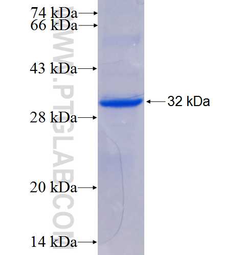 PRSS33 fusion protein Ag5720 SDS-PAGE