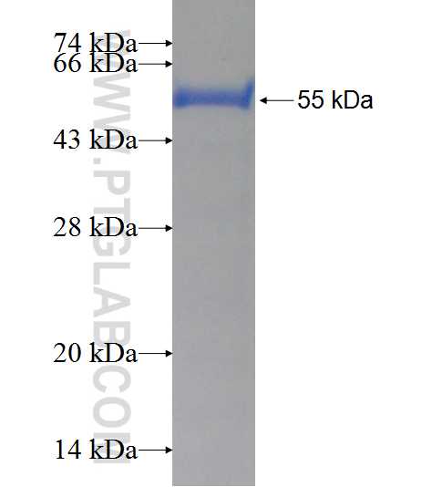 PRUNE2 fusion protein Ag2025 SDS-PAGE