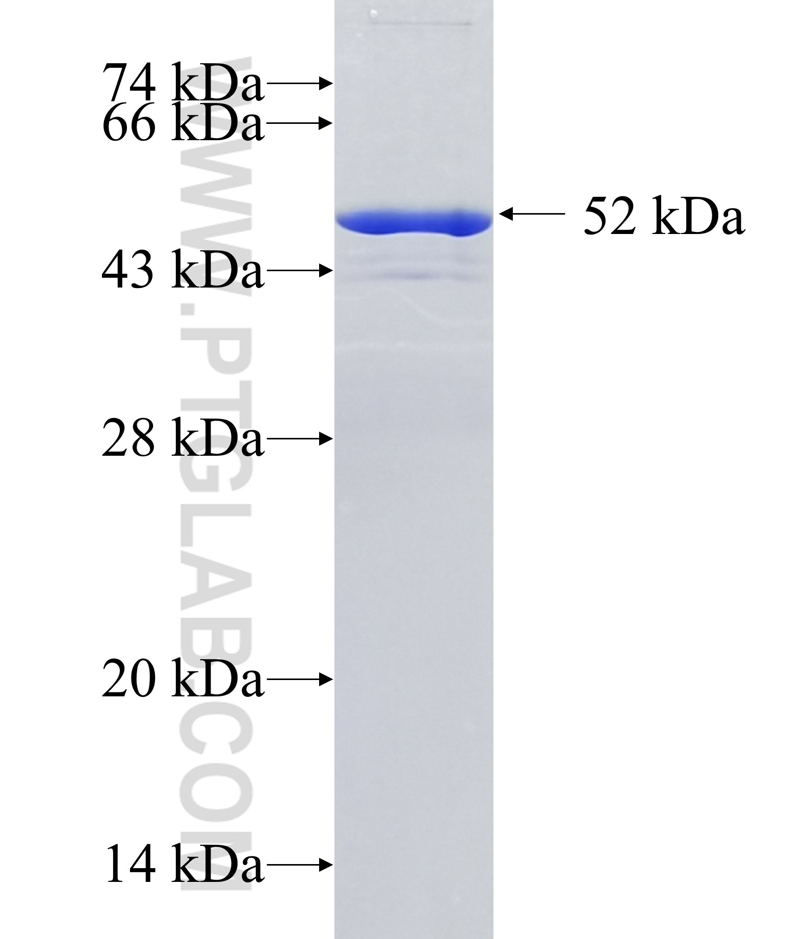 PRX3 fusion protein Ag1062 SDS-PAGE