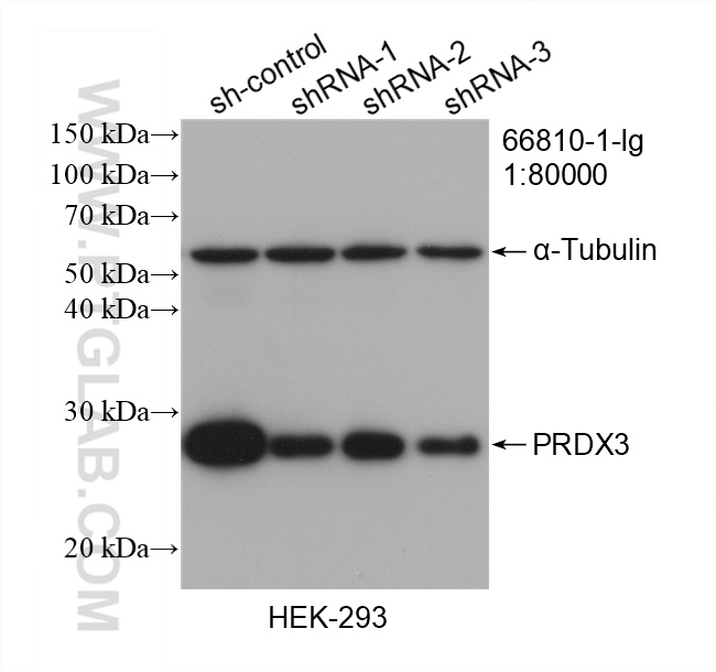 WB analysis of HEK-293 using 66810-1-Ig (same clone as 66810-1-PBS)