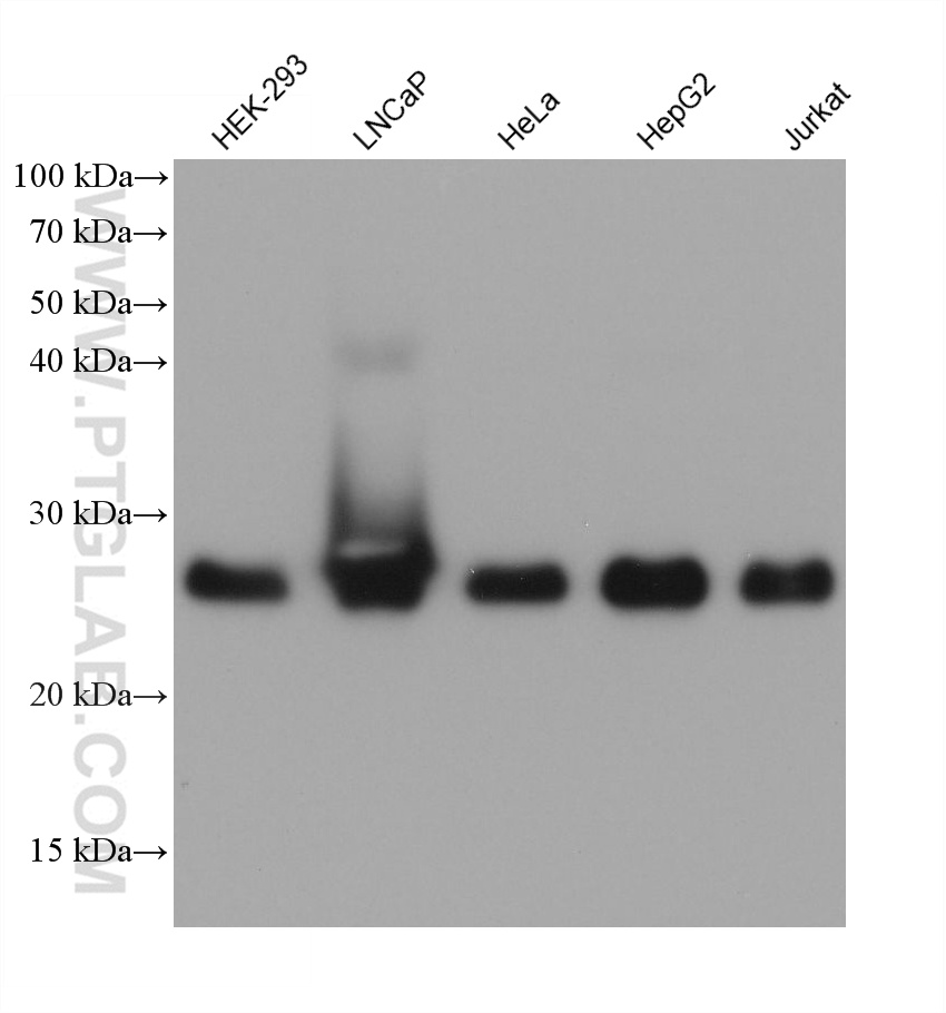 WB analysis using 66810-1-Ig