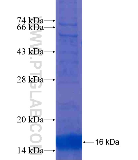 PRY2 fusion protein Ag20232 SDS-PAGE