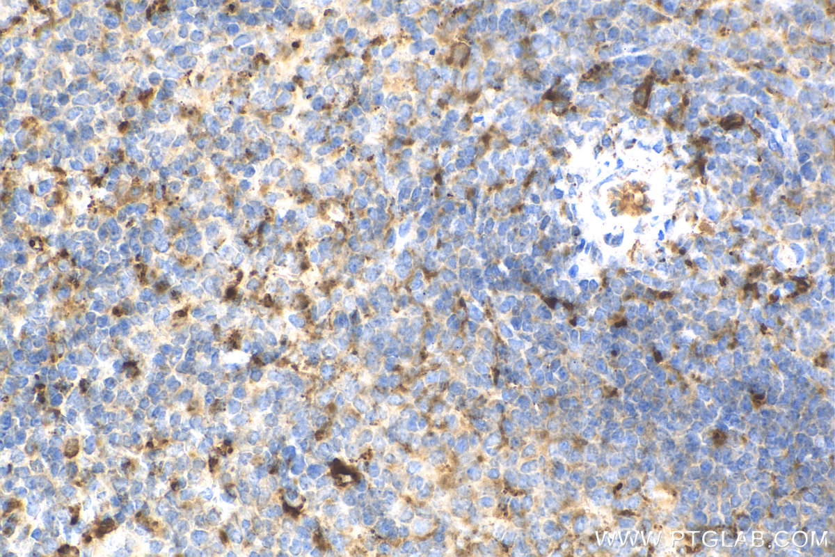 IHC staining of mouse spleen using 10801-1-AP