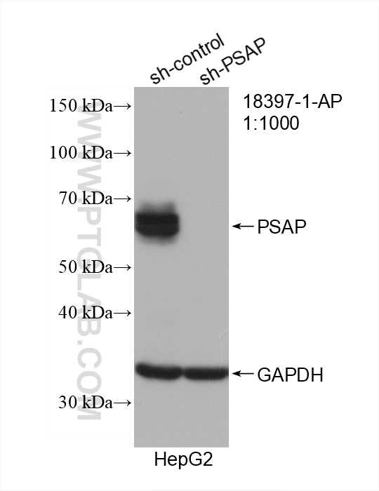 WB analysis of HepG2 using 18397-1-AP