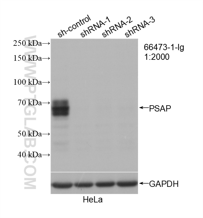 WB analysis of HeLa using 66473-1-Ig