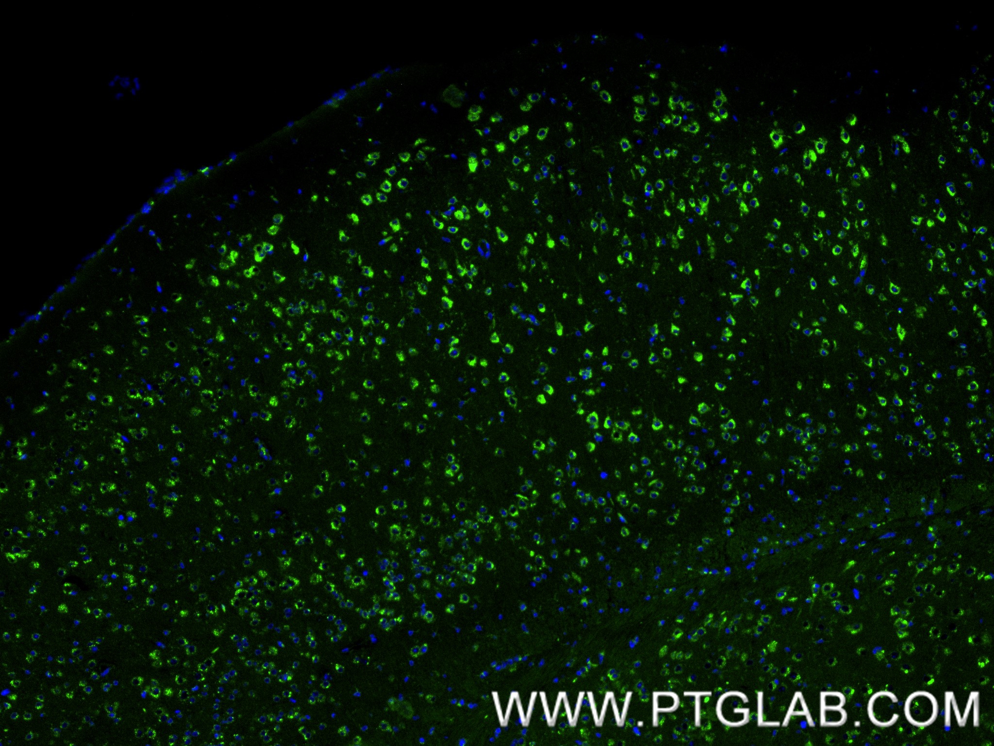 IF Staining of mouse brain using 86043-2-RR